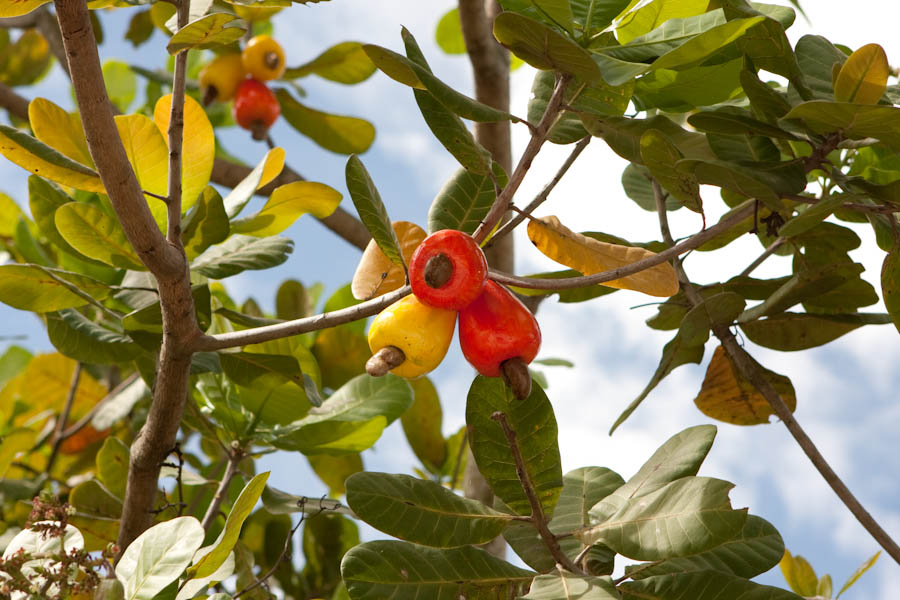 Fake cashew apples hanging on a real tree