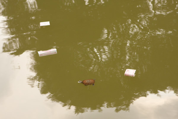 Little turtle and floating money at the Temple of Literature 