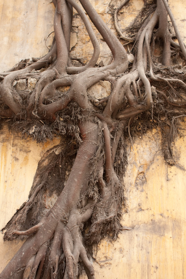 Roots on a wall in Hanoi's Old Quarter