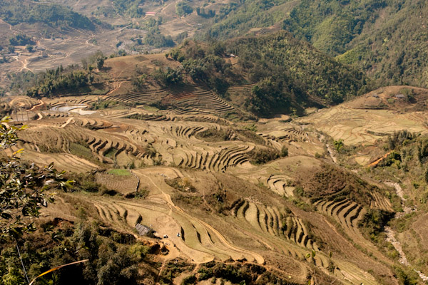 Rice paddy terraces in Sapa, Vietnam