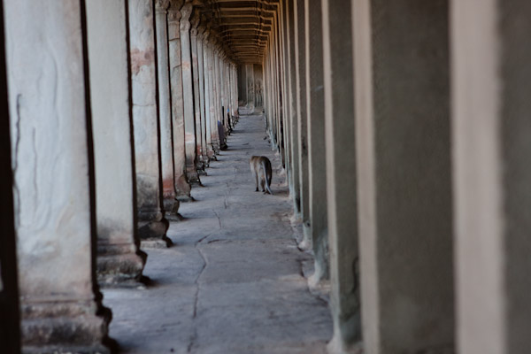 Monkey walking down a corridor in Angkor Wat
