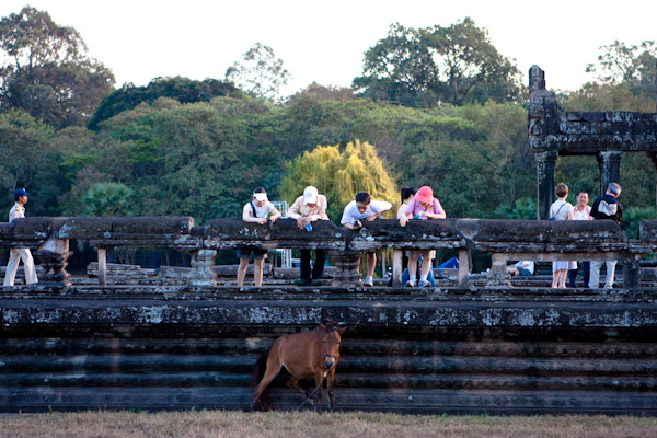 Horse scratching at Angkor Wat