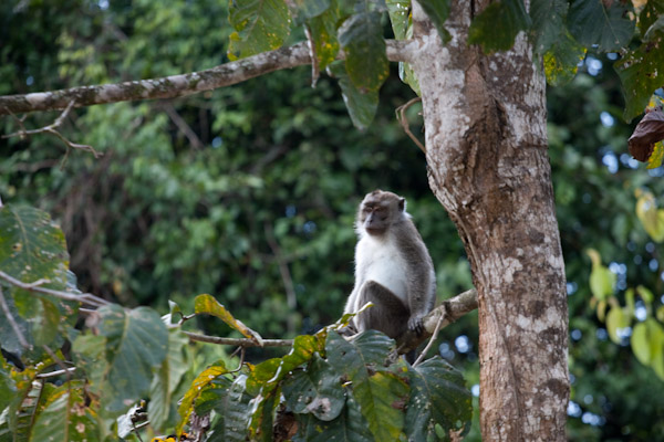 Silver leaf languar monkey