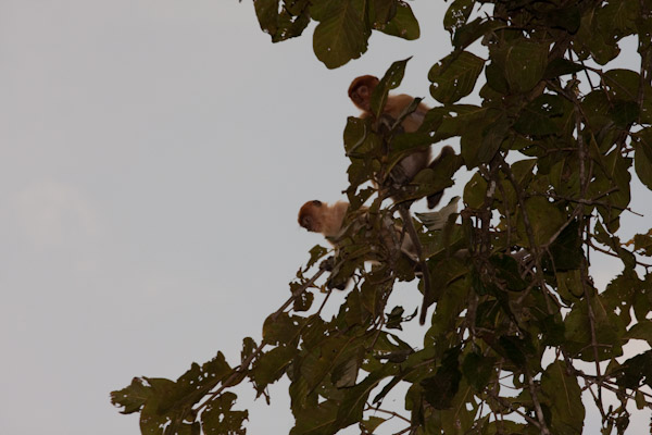 Timid female probiscis monkeys deciding whether to jump