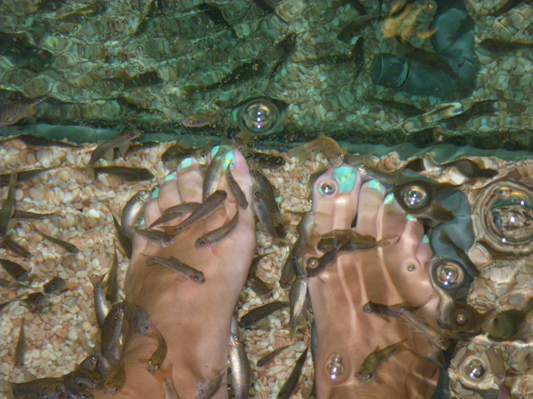 Little fish nibbling my feet tickles!