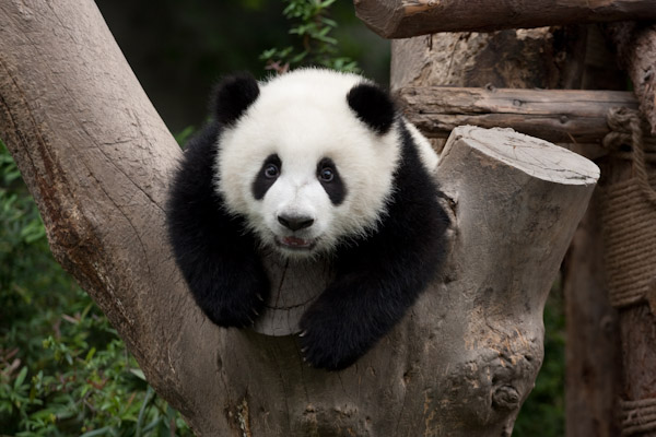 Adorable yearling panda, Chengdu
