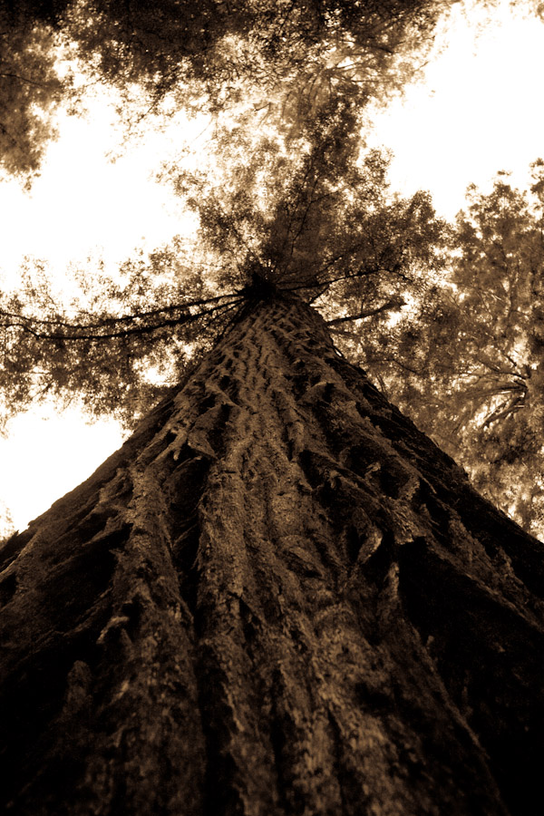 Close and Personal with a Giant Sequoia