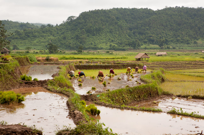 Passing by Rice Fields on our Hike to Hilltribe Villages