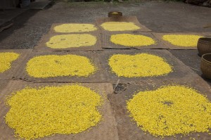 Yellow Split Peas Drying in Kaung Daing Village