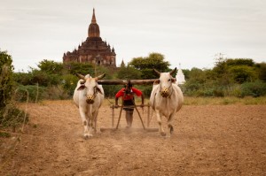 Farmer Plowing His Field in Bagan