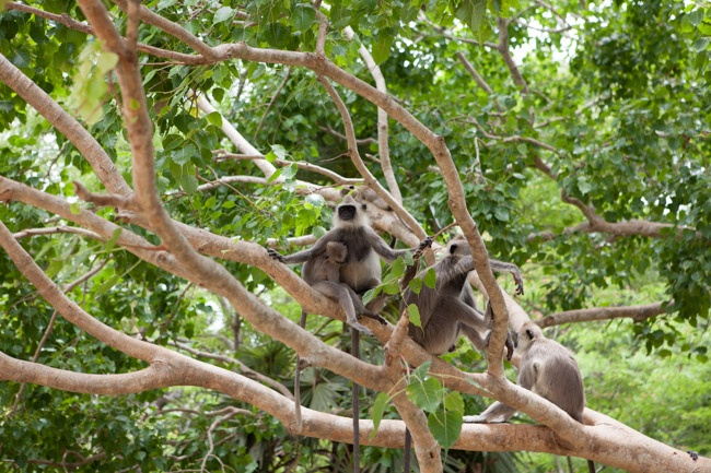Langur Monkeys in the Bodhi Tree